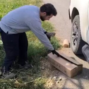 yarali baykus tedavi icin teslim edildi DQskwzvJ