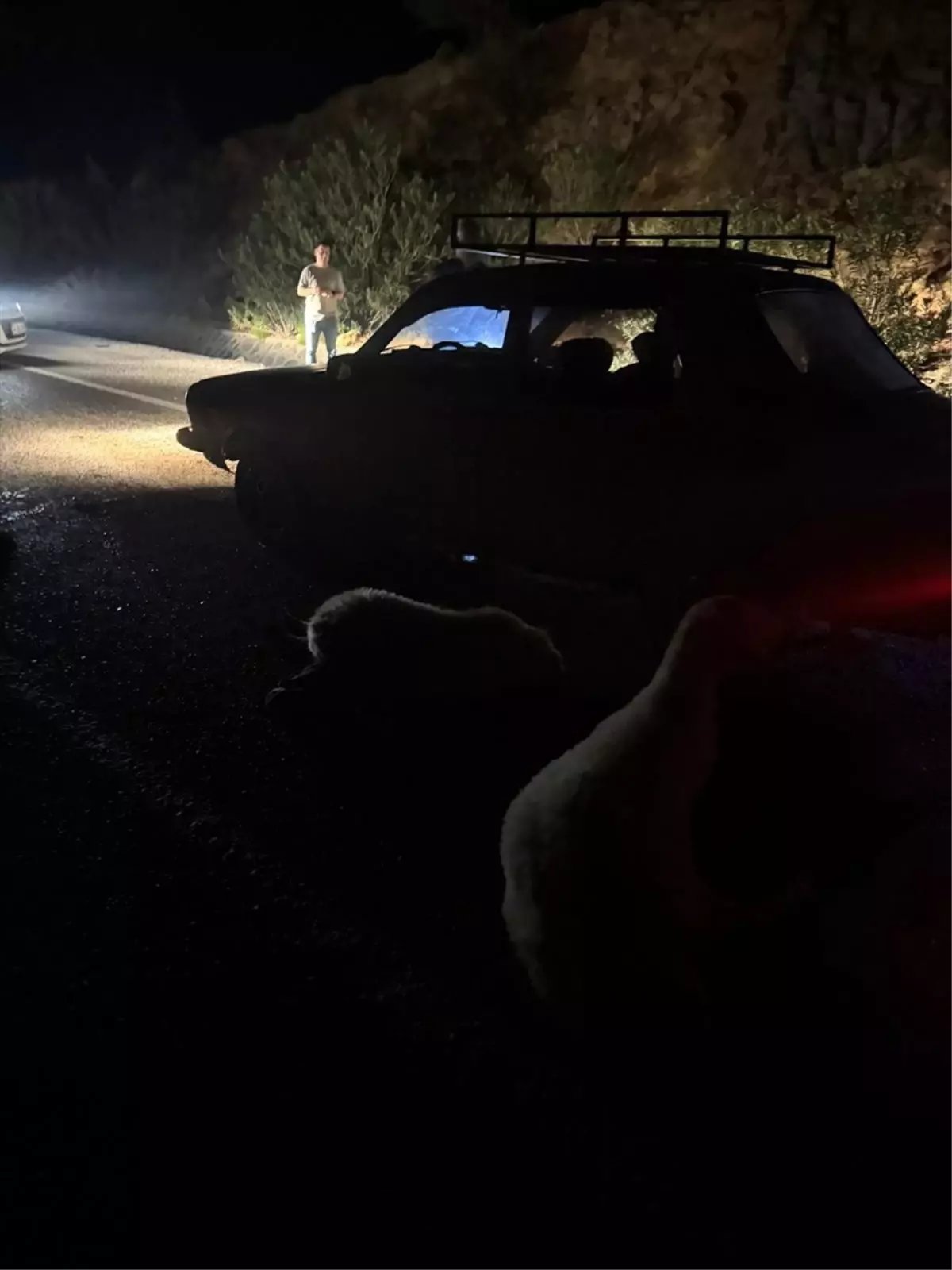 kozanda otomobil koyun surusune carpti FdiUu2AY