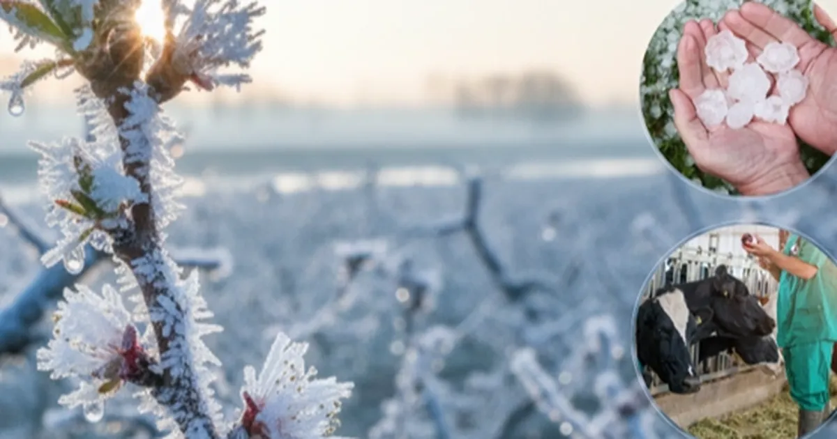 ekimde ureticilere 116 milyar tl hasar tazminati odendi 1kd9nI98.webp