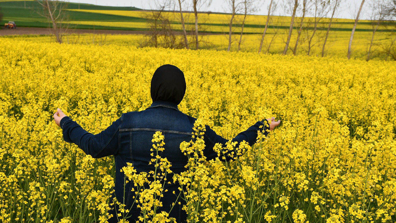 Kırklareli’nin Sarı Gelinliği: Kanola Tarlaları Büyüleyici Manzaralar Sunuyor